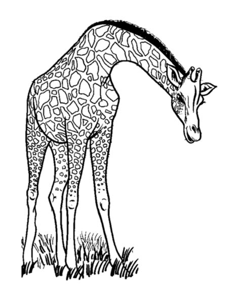 Coloriage à Dessiner Animaux Girafe