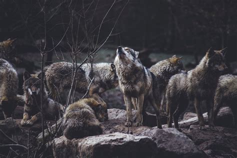 How Does Hunting Affect Wolf Packs The Wolf Center