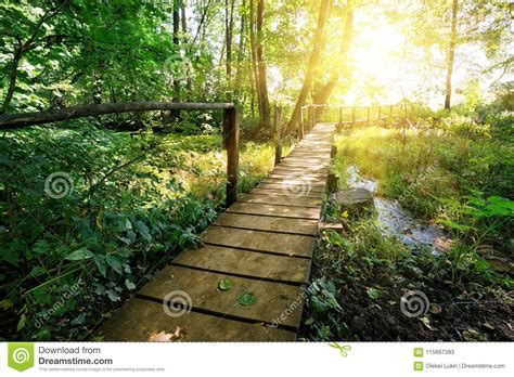 Wooden Bridge Over The River In The Forest Stock Image Image Of