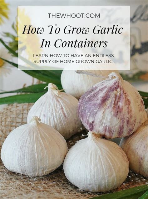 How To Grow Garlic In Containers Indoors Video The Whoot Growing