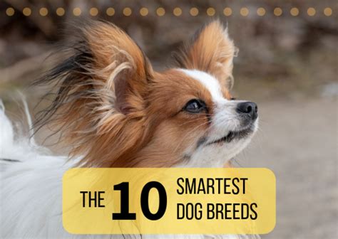 List Of The Top 10 Smartest Dog Breeds And Their Information Pethelpful