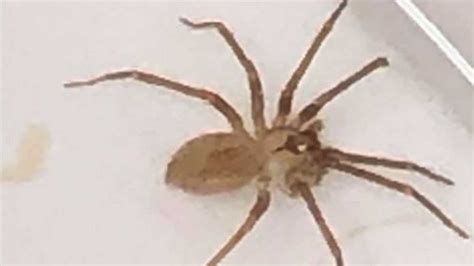 Doctors Find Brown Recluse Spider In Womans Ear Wfxrtv