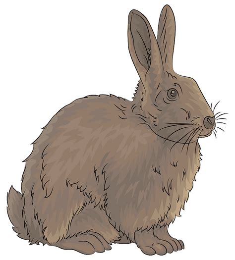 Rabbit Pictures To Draw Rabbit Png Images And Png Clipart Rabbit Images