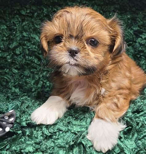 Pomeranian Shih Tzu Mix With Pictures 13 Things Owners Need To Know