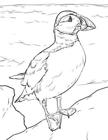 Puffins spend most of their time on the open sea and visit the land. Atlantic Puffin coloring page | Free Printable Coloring Pages