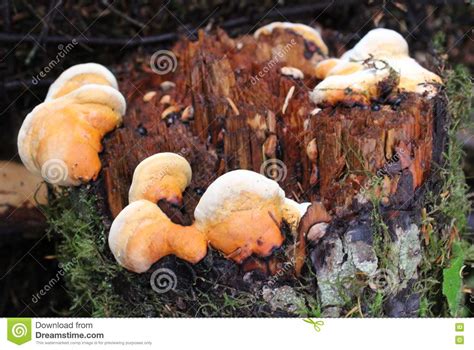 Ganoderma Species Babies On Decayed Hemlock Stock Photo Image Of