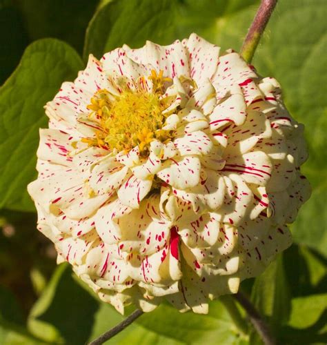 Peppermint Stick Zinnia Seeds West Coast Seeds