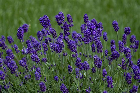 Gardeners Around The World Have Been Growing Lavender For Centuries For Its Intensely Fragrant