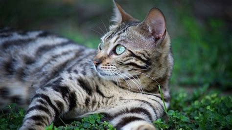 See more ideas about cats, bengal cat, bengal. Awwww...!!! White Bengal Cats | White bengal cat, Bengal ...