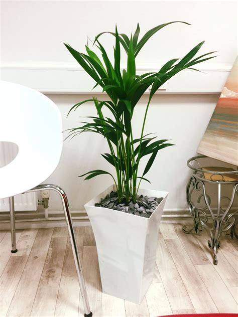 1 Evergreen Large House Plant Gloss White Square Milano Pot Office