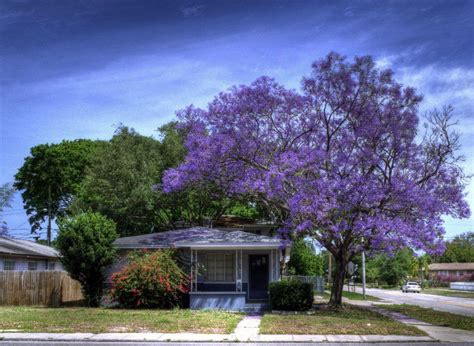 Check spelling or type a new query. Jacaranda Tree, St. Petersburg Florida | A wonderful world ...