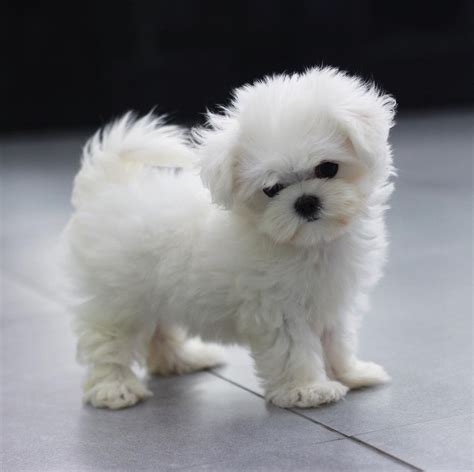 Teacup Maltese Female Mia Lowell Teacup Puppies Inc