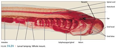 Imagequiz Ammocoetes Lamprey Larva Anterior Side