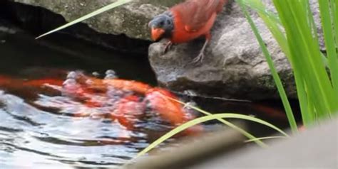 Why Is This Bird Feeding Fish