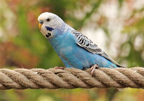 All About Budgerigars Petopedia