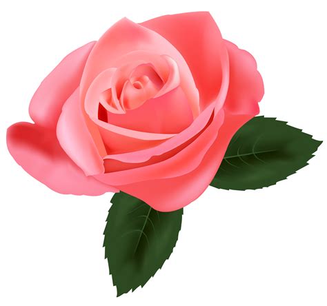 Bunga Rose Pink Png
