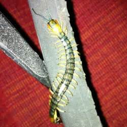 Green And Yellow Centipede Hemiscolopendra Marginata Bugguidenet
