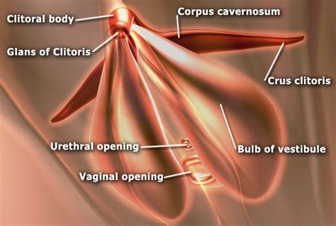 The Clitoris Vulvar Care