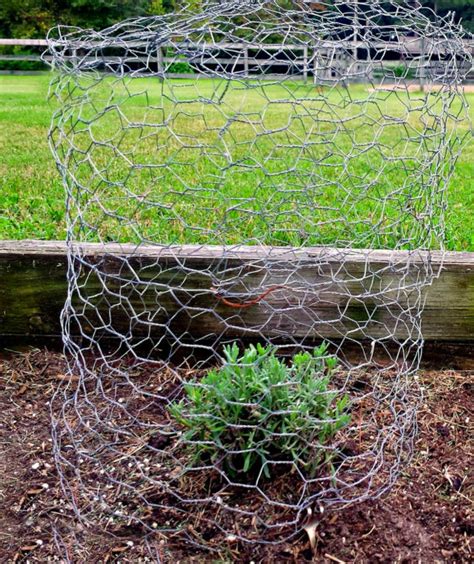 Chicken Wire Enclosure For Garden Which Is Why I Wanted To Share How