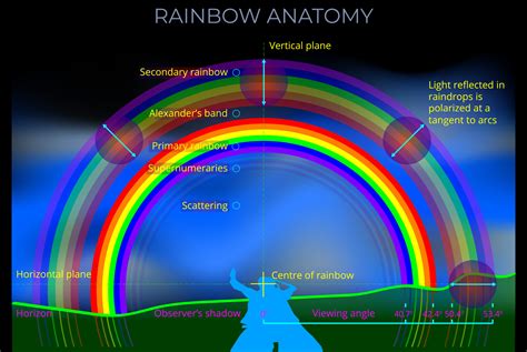 Rainbow Anatomy