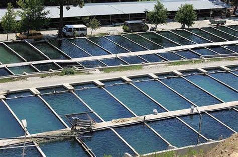 New Sustainable Aquaculture Methods Promise Healthier Fish And Lakes