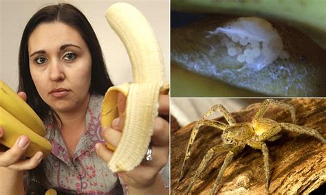 Brazilian Wandering Spider Eggs Found In Tesco Bananas Daily Mail Online