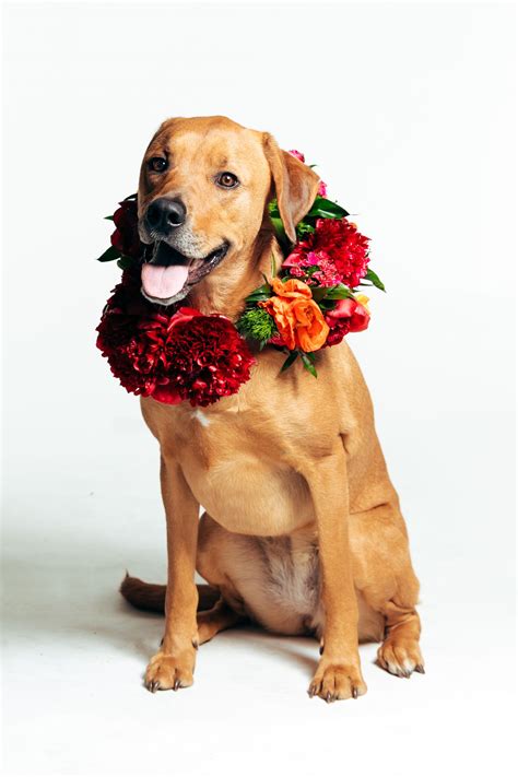 These Adorable Photos Of Dogs Wearing Flower Crowns And Collars Will