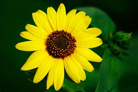 Flower Photography Tips To Improve Your Pictures Apogee Photo Magazine