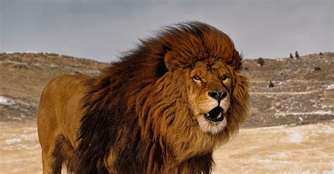 Animals Of The World Barbary Lion