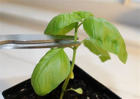How To Grow Basil From Seed Indoors