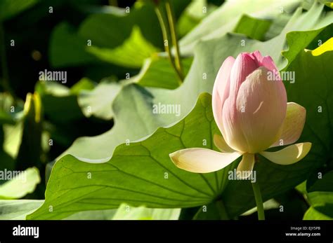 Lotus Nelumbo Nucifera Flower And Leaves Stock Photo Alamy