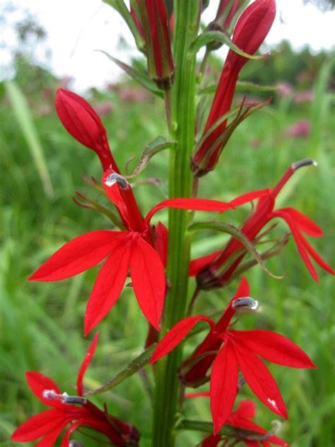 Red Cardinal Flower Lobelia Cardinalis Grow In Moist And Even Wetland