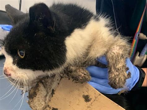 Cat Put Down After Becoming Stuck To Four Glue Traps The Independent