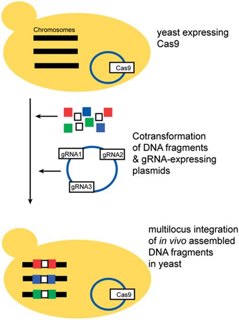 Cas9 Mediated Genomic Integration Of Dna Fragments Assembled In Yeast