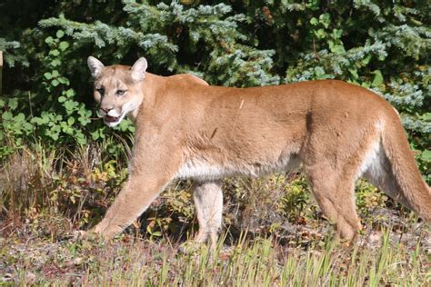 Cougar Lessons In Coexistence Huffpost