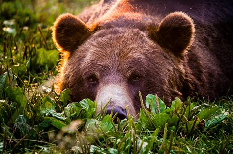 Bear Grizzly Look Wallpaper Hd Animals 4k Wallpapers Images And