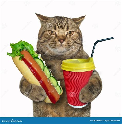 Cat With Hot Dog And Coffee Stock Photo Image Of Lunch Funny 120390592