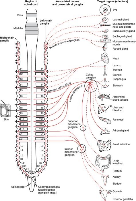 The central nervous system (cns) and the peripheral nervous system (pns). 15.1 Divisions of the Autonomic Nervous System - Anatomy ...