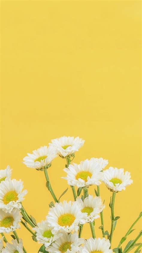 Daisy Aesthetic Wallpapers Wallpaper Cave