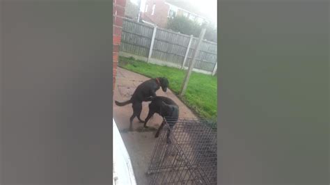 Female Dog Shagging A Male Dog Youtube