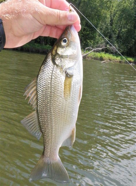 The Adventures and Musing of Drew Price, Angler: White Perch on the Fly