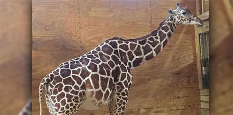 April The Pregnant Giraffe Giving Birth Belly Is Bulging