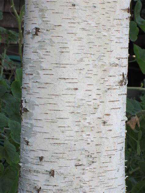 Birch Tree Bark 1 Free Photo Download Freeimages