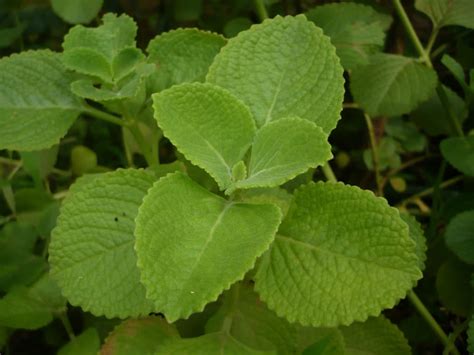 It helps in reducing nasal congestion and sore throats. Plectranthus amboinicus - Cuban Oregano | World of Succulents