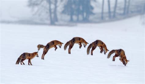 Red Fox Hunting Secret Pre Tend Be Curious