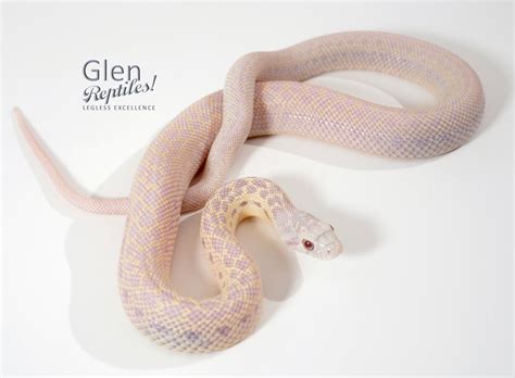 Envy Snow Klumpers Albino San Diego Gopher Gopher Snake By Glen