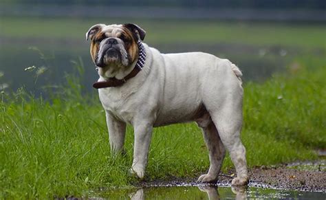 From classic dog names like benji to trendy names like loki, here's 500 popular male dog names. 133+ Wonderful Unique Bulldog Names With Complete Meanings ...