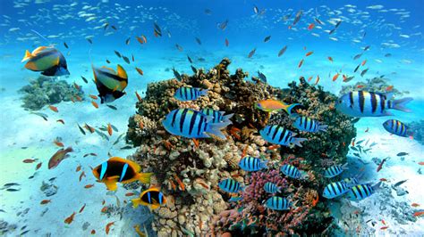 Exotic Fishes And Coral Reef Of The Red Sea Stock Photo Download Image Now Istock