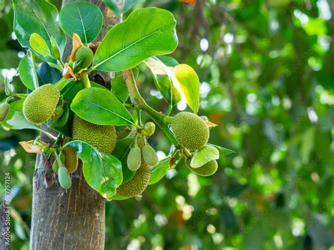 Small Jackfruit Growing On The Tree Jackfruit Is Delicious Sweet Fruit