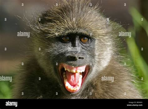 Monkeys Showing Teeth Hi Res Stock Photography And Images Alamy